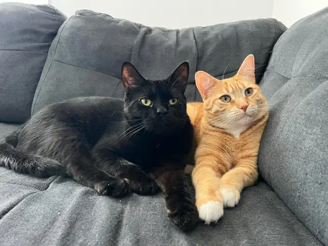 Pension pour Chat et Visites à Domicile pour chat