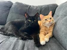 Pension pour Chat et Visites à Domicile pour chat