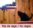 Pension pour Chat et Visites à Domicile pour chat - Photo 2