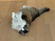 Pension pour Chat et Visites à Domicile pour chat - Photo 3