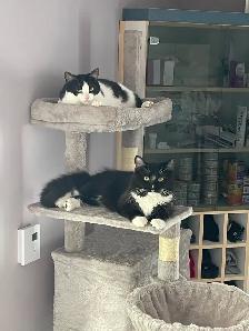 Pension pour Chat et Visites à Domicile pour chat - Photo 4