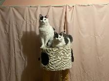 Pension pour Chat et Visites à Domicile pour chat - Photo 5