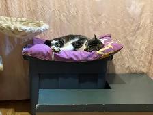 Pension pour Chat et Visites à Domicile pour chat - Photo 6