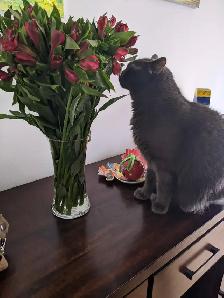 Pension pour Chat et Visites à Domicile pour chat - Photo 7