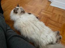Pension pour Chat et Visites à Domicile pour chat - Photo 8