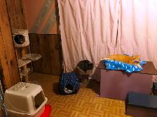 Pension pour Chat et Visites à Domicile pour chat - Photo 10