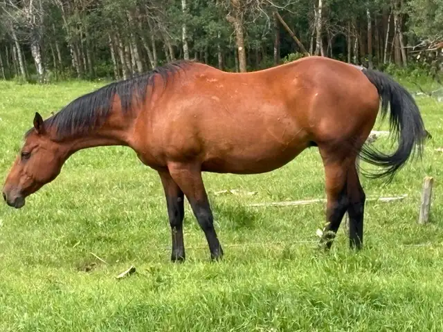 Mare for sale