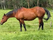 Mare for sale