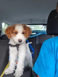 Poodle/caniche
