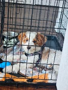 Poodle/caniche - Photo 2