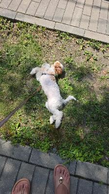 Poodle/caniche - Photo 3