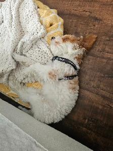 Poodle/caniche - Photo 4