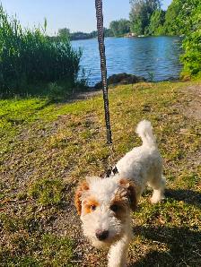 Poodle/caniche - Photo 5