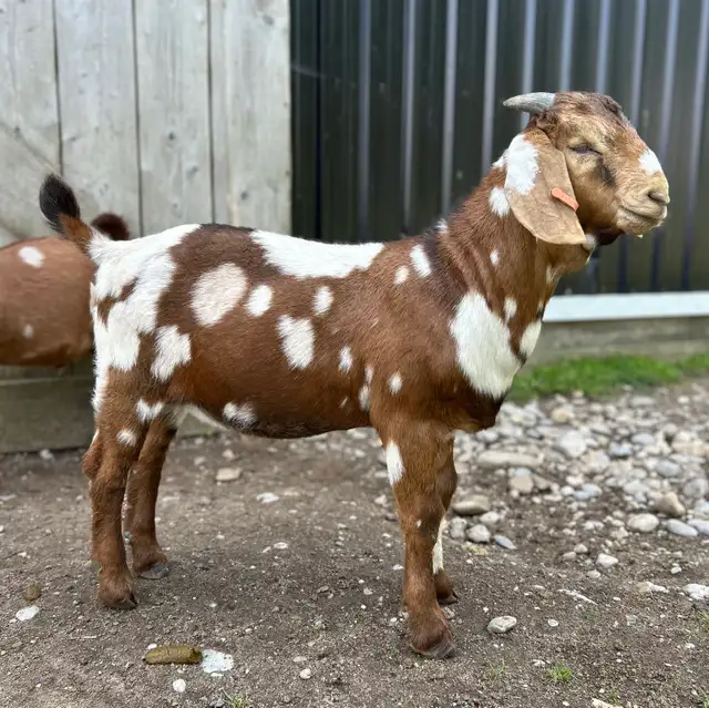 Purebred Dapple Boer Buckling - Registered