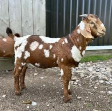 Purebred Dapple Boer Buckling - Registered