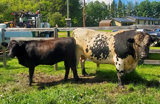 Speckle Park bull for sale