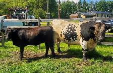 Speckle Park bull for sale
