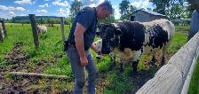 Speckle Park bull for sale - Photo 2