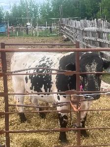 Speckle Park bull for sale - Photo 3
