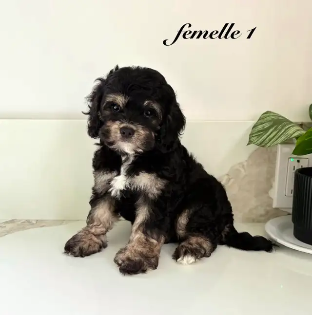 Magnifiques Chiots Cockapoo (Cocker X Caniche)