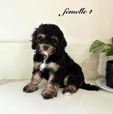 Magnifiques Chiots Cockapoo (Cocker X Caniche)