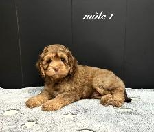 Magnifiques Chiots Cockapoo (Cocker X Caniche) - Photo 2