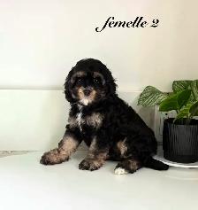 Magnifiques Chiots Cockapoo (Cocker X Caniche) - Photo 3