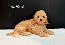 Magnifiques Chiots Cockapoo (Cocker X Caniche) - Photo 4