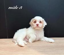 Magnifiques Chiots Cockapoo (Cocker X Caniche) - Photo 5