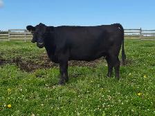Gelbvieh/Lowline cow/ heifer
