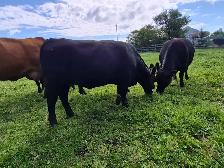 Gelbvieh/Lowline cow/ heifer - Photo 2