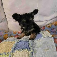 1 Female Yorkie Puppy