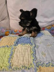 1 Female Yorkie Puppy - Photo 2