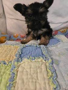 1 Female Yorkie Puppy - Photo 3