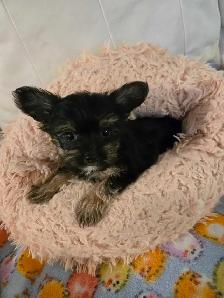 1 Female Yorkie Puppy - Photo 4