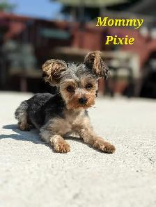 1 Female Yorkie Puppy - Photo 5