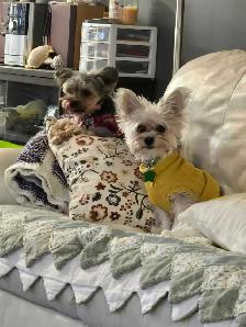1 Female Yorkie Puppy - Photo 6