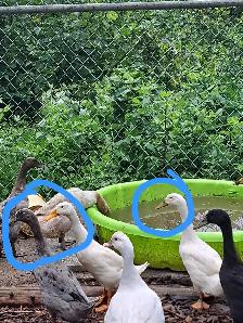 canards coureurs indiens