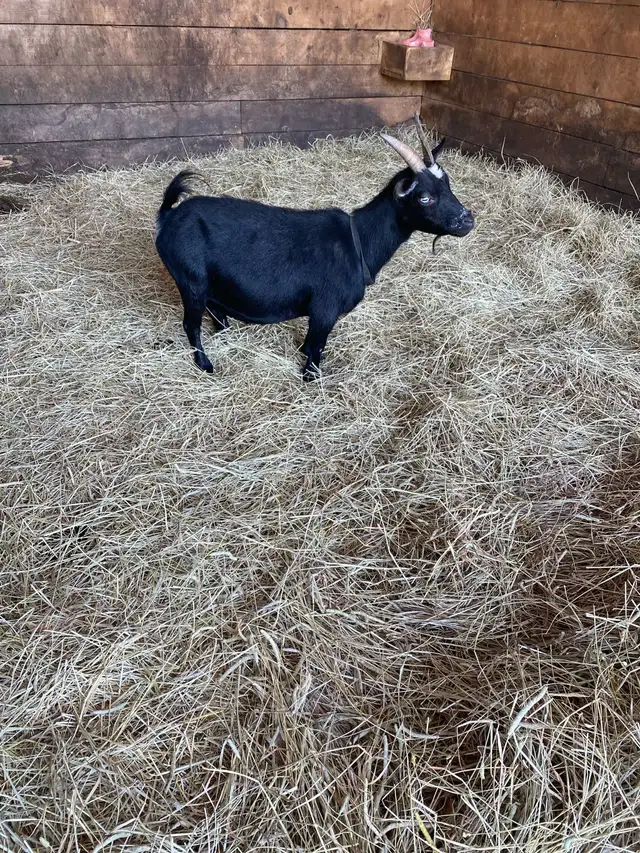Pygmy goats
