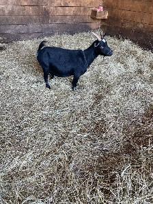 Pygmy goats