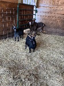 Pygmy goats - Photo 2
