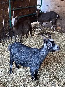 Pygmy goats - Photo 3