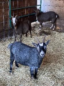 Pygmy goats - Photo 4