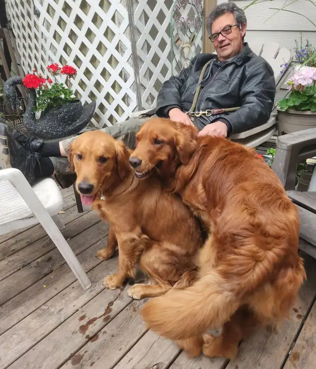 Dog Boarding Short and Long Term Dog Sitting