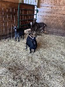 Pygmy goats - Photo 2