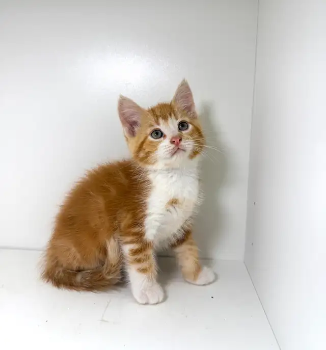 Tabby Kittens!