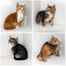 Tabby Kittens! - Photo 2