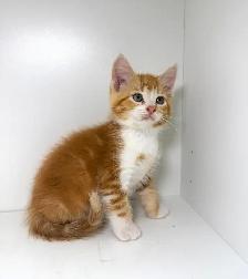 Tabby Kittens! - Photo 3