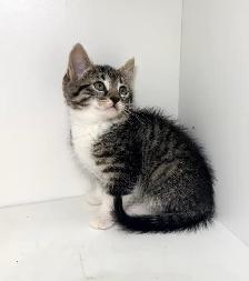 Tabby Kittens! - Photo 4