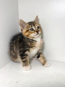 Tabby Kittens! - Photo 5